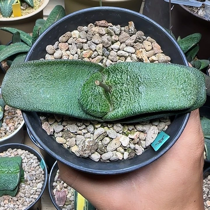 达摩旋转雅乐殿亚成株