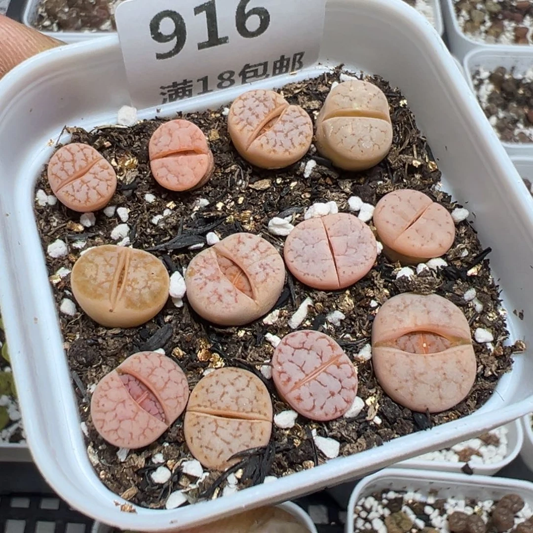 【闪购商品】 916。