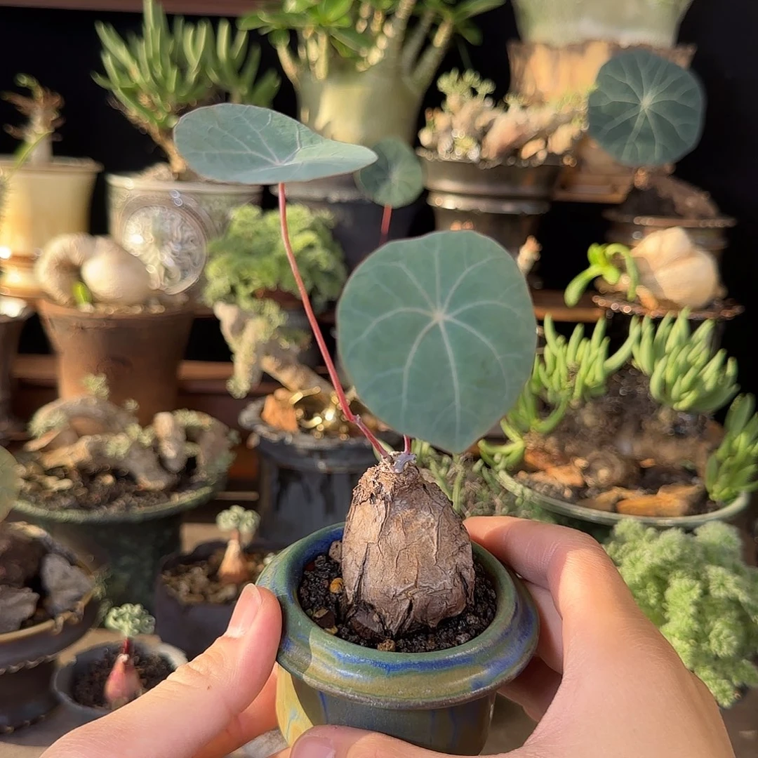 一物一拍老家一叶龟199