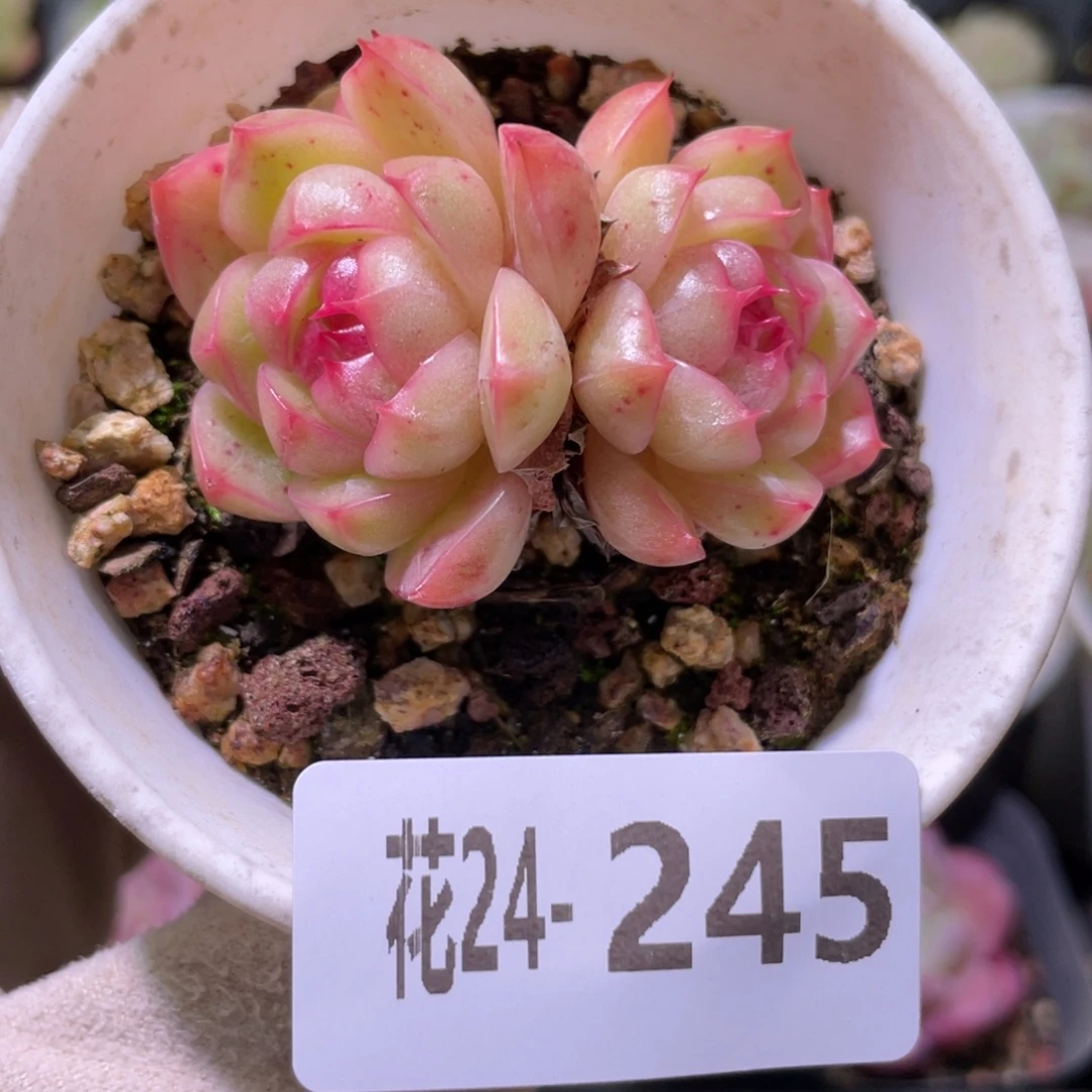 花利美24-245海王