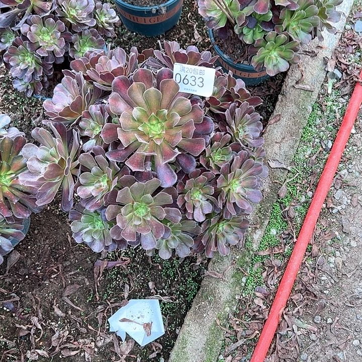 0633花纳多肉植物