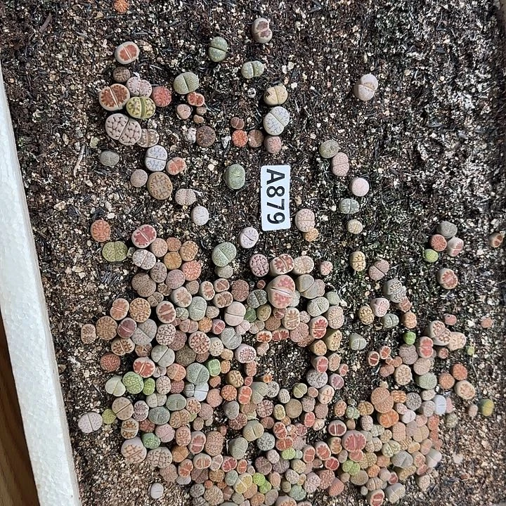 生879石花整筐脱土发货