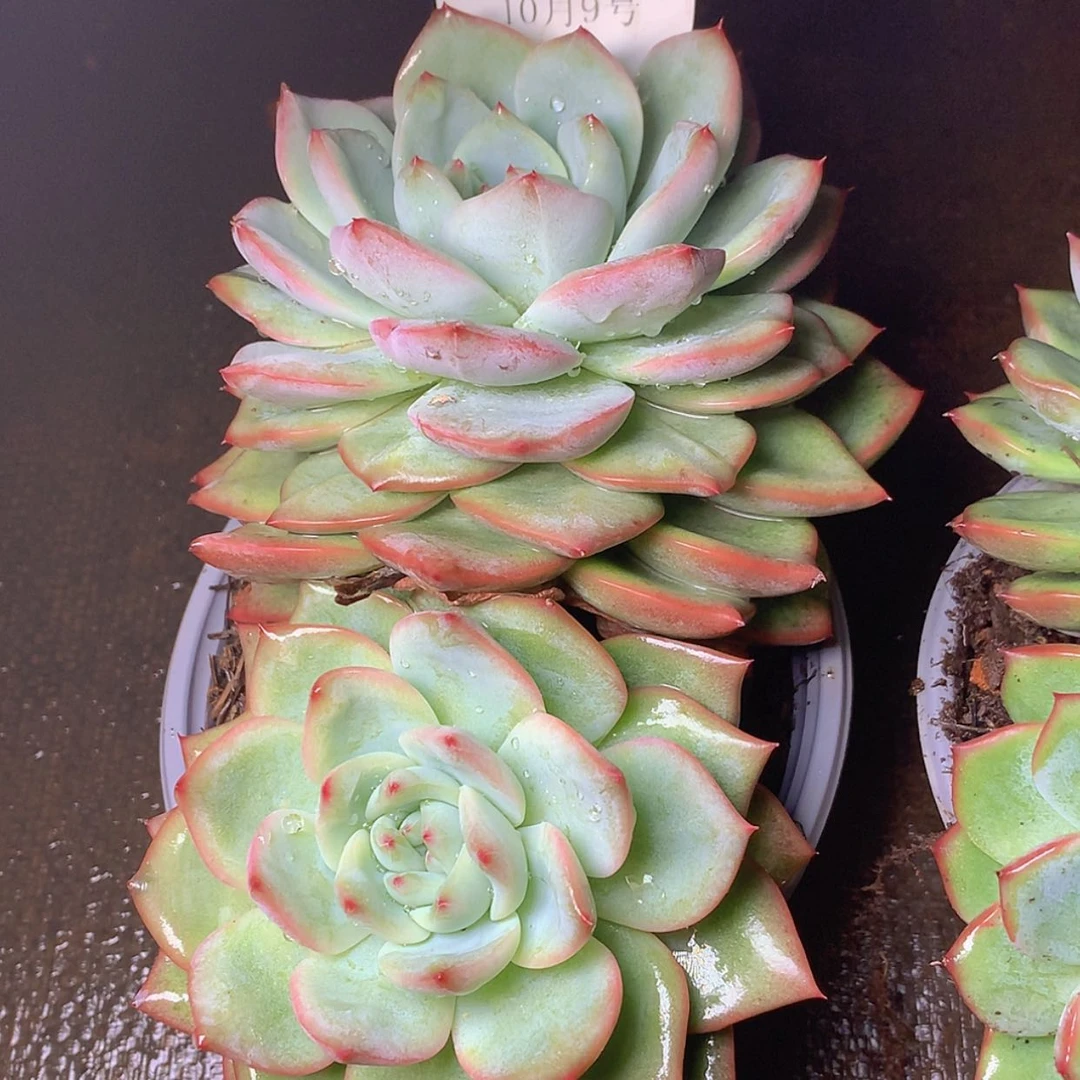 【闪购商品】云190号