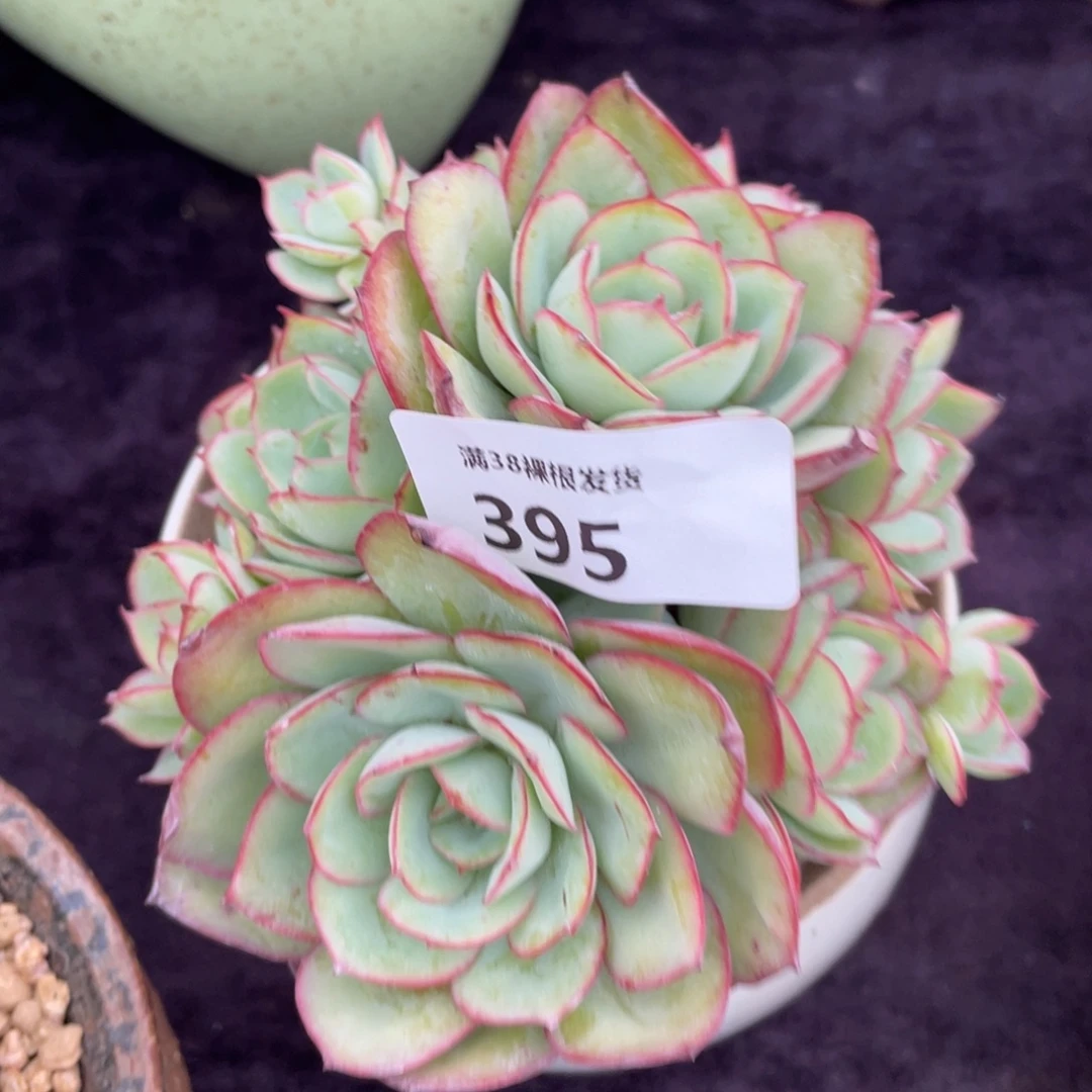 J***c395牡丹亭小群生多肉植物