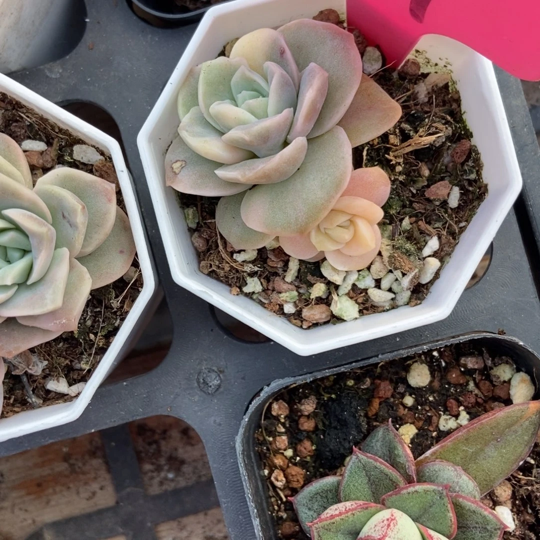 79可爱玫瑰锦多肉