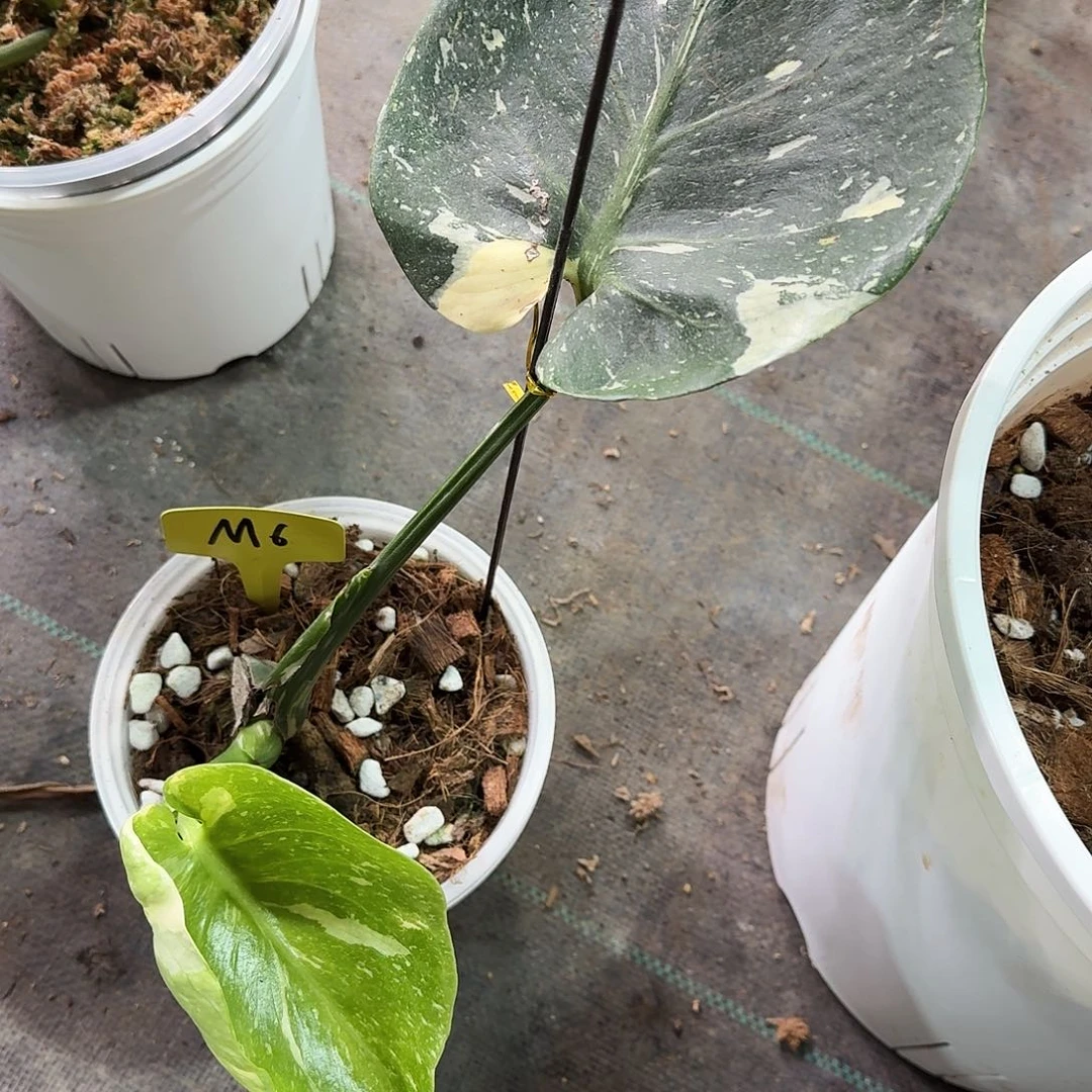 橙***子不开花植物厚页皮碗洒金M6