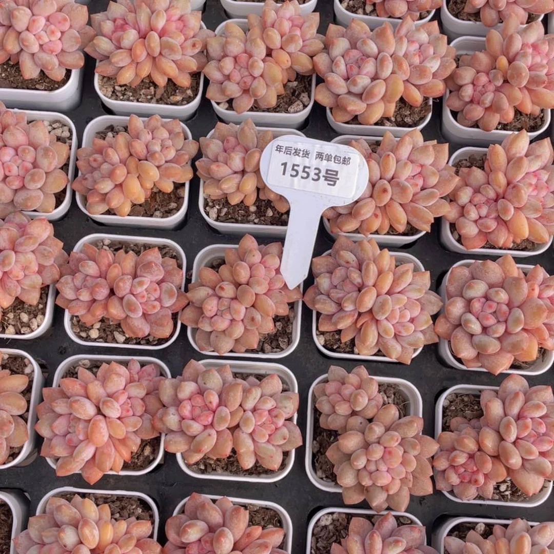 1553号粉透肥胖半夏双头一个