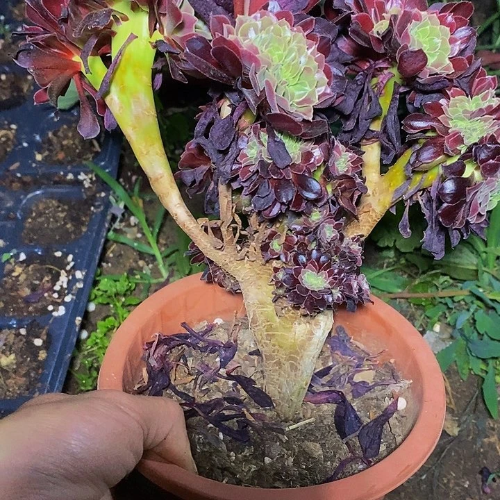 多肉植物保护研究所