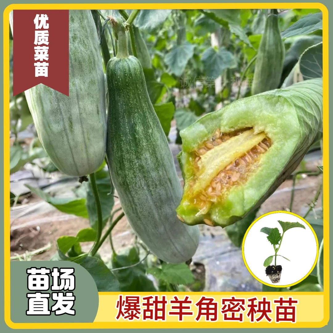 羊角蜜甜瓜种子苗特大超甜高糖羊角酥甜瓜种籽香瓜春四季水果种孑