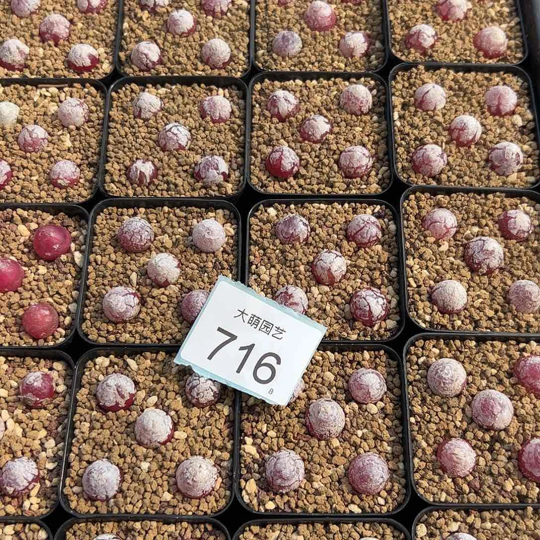 0000716量拍小灯泡5颗尺寸1.0上下脱土发