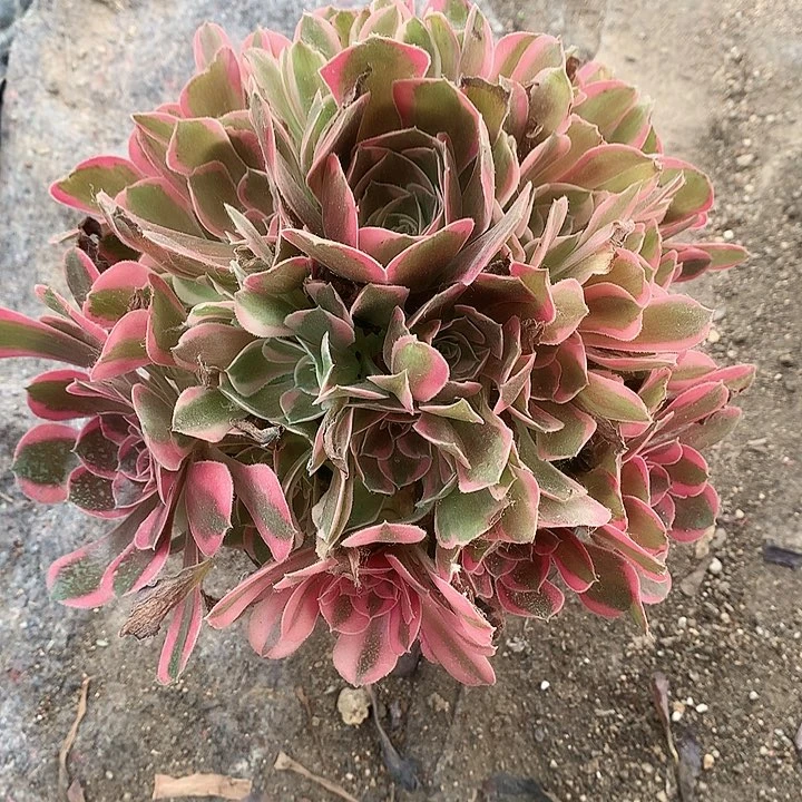 666皇后多肉植物