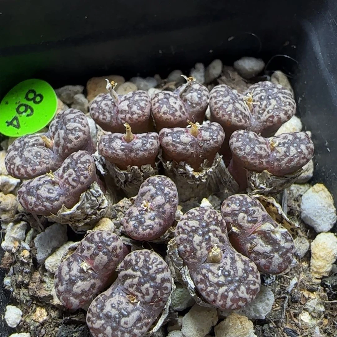 马克李子退化多肉864