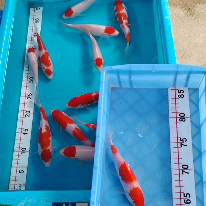 海水鱼顺丰包邮开箱包活1
