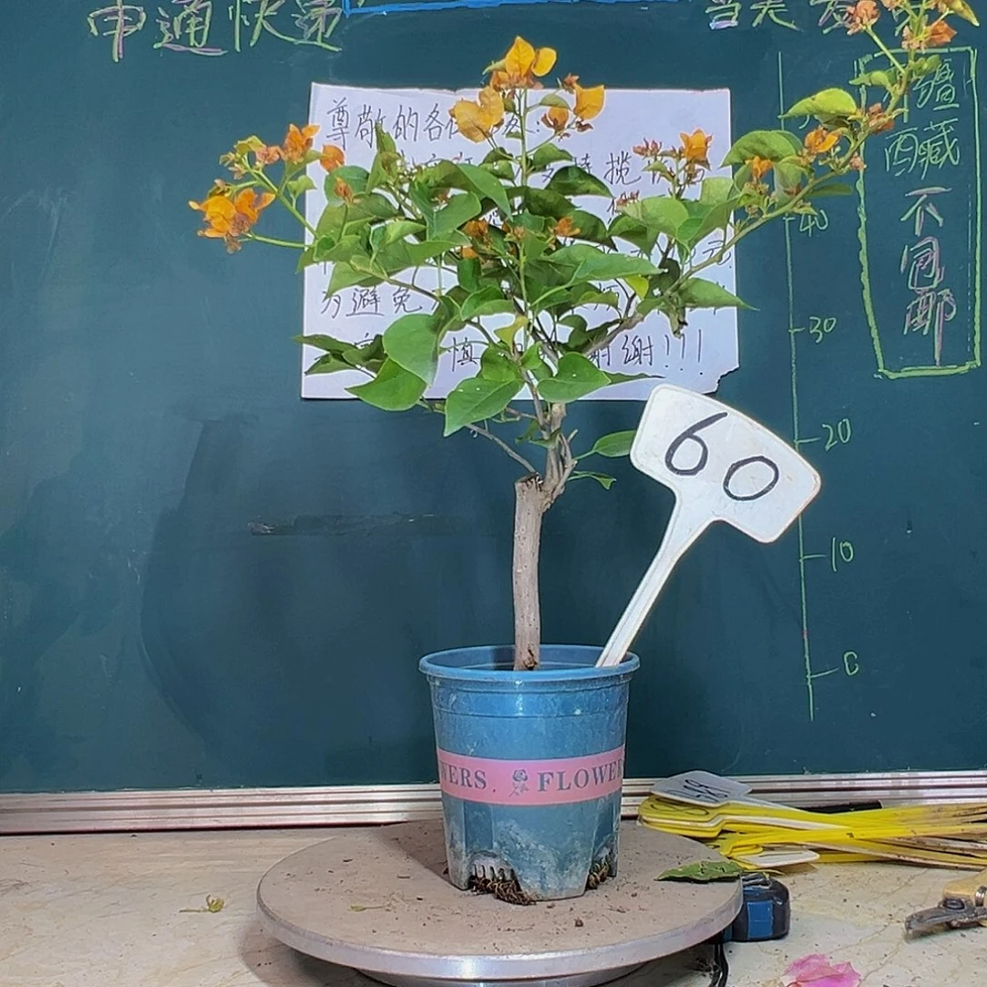 当前无花栽培后可以开花柠檬黄 60