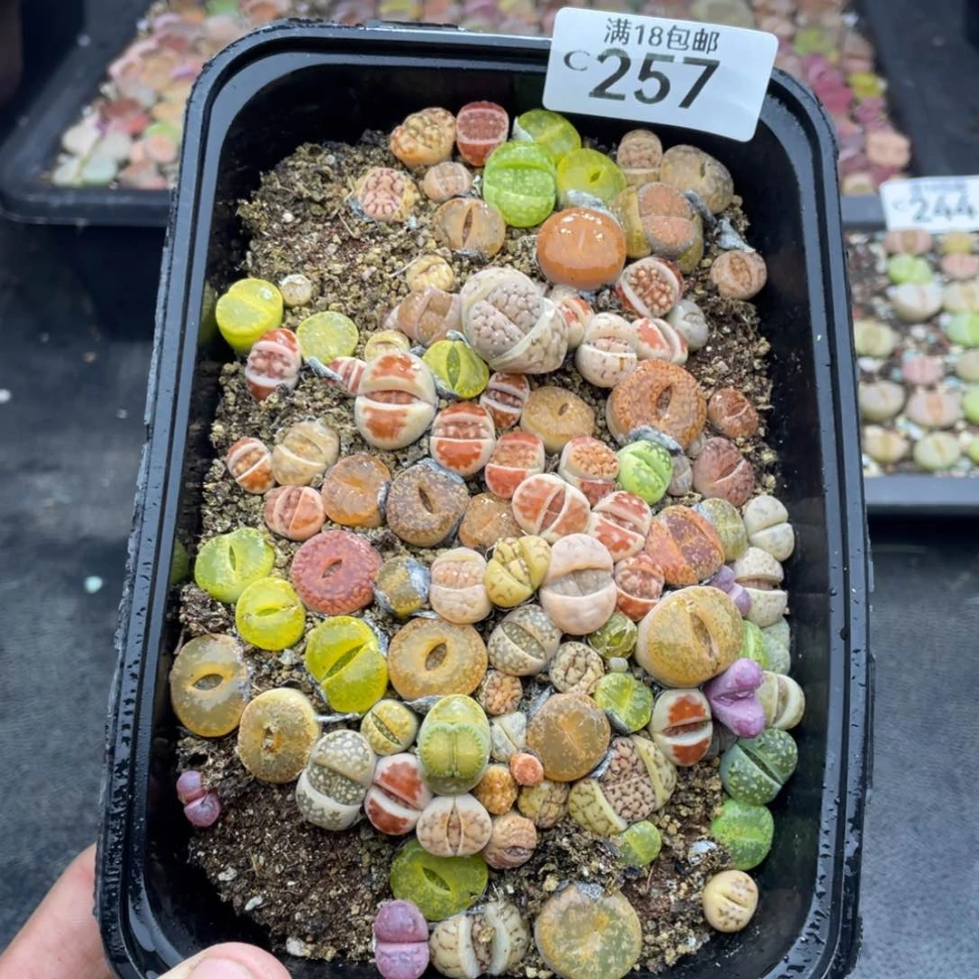 红陶0000000000000257