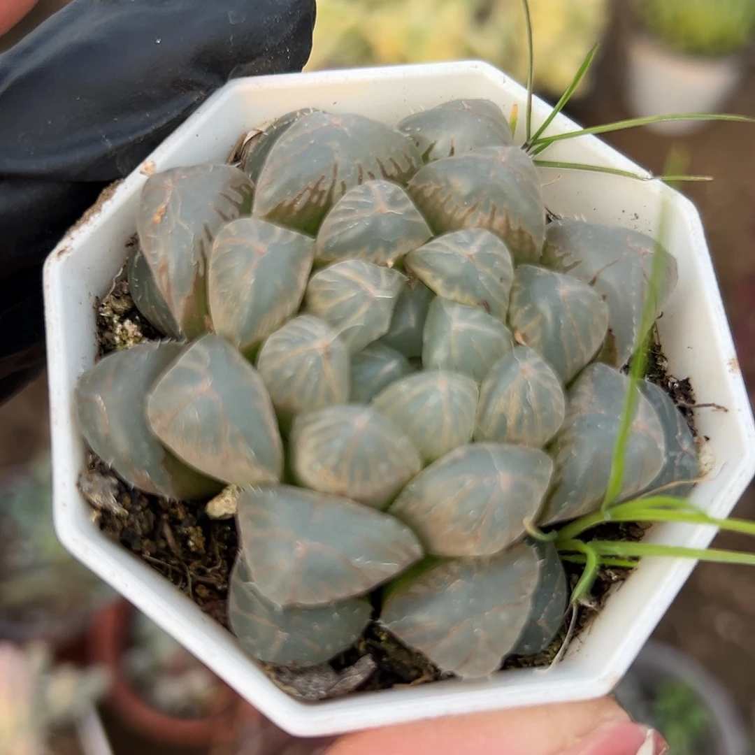 多肉植物玉露单头