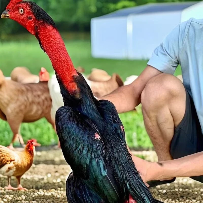 精选散养斗公鸡母鸡饲料养殖设备