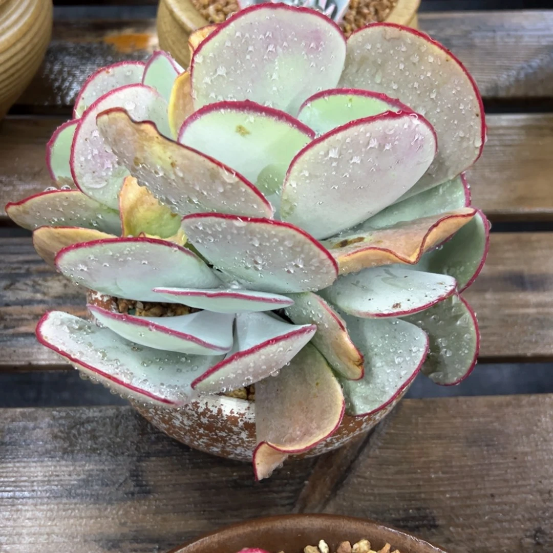 白眉58 零零多肉植物