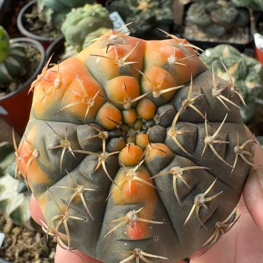 【闪购商品】自根守店玉锦