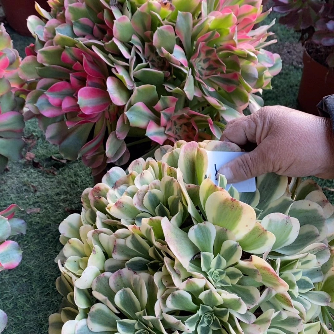 不开花植物507号香妃➕绿豆沙1颗多肉