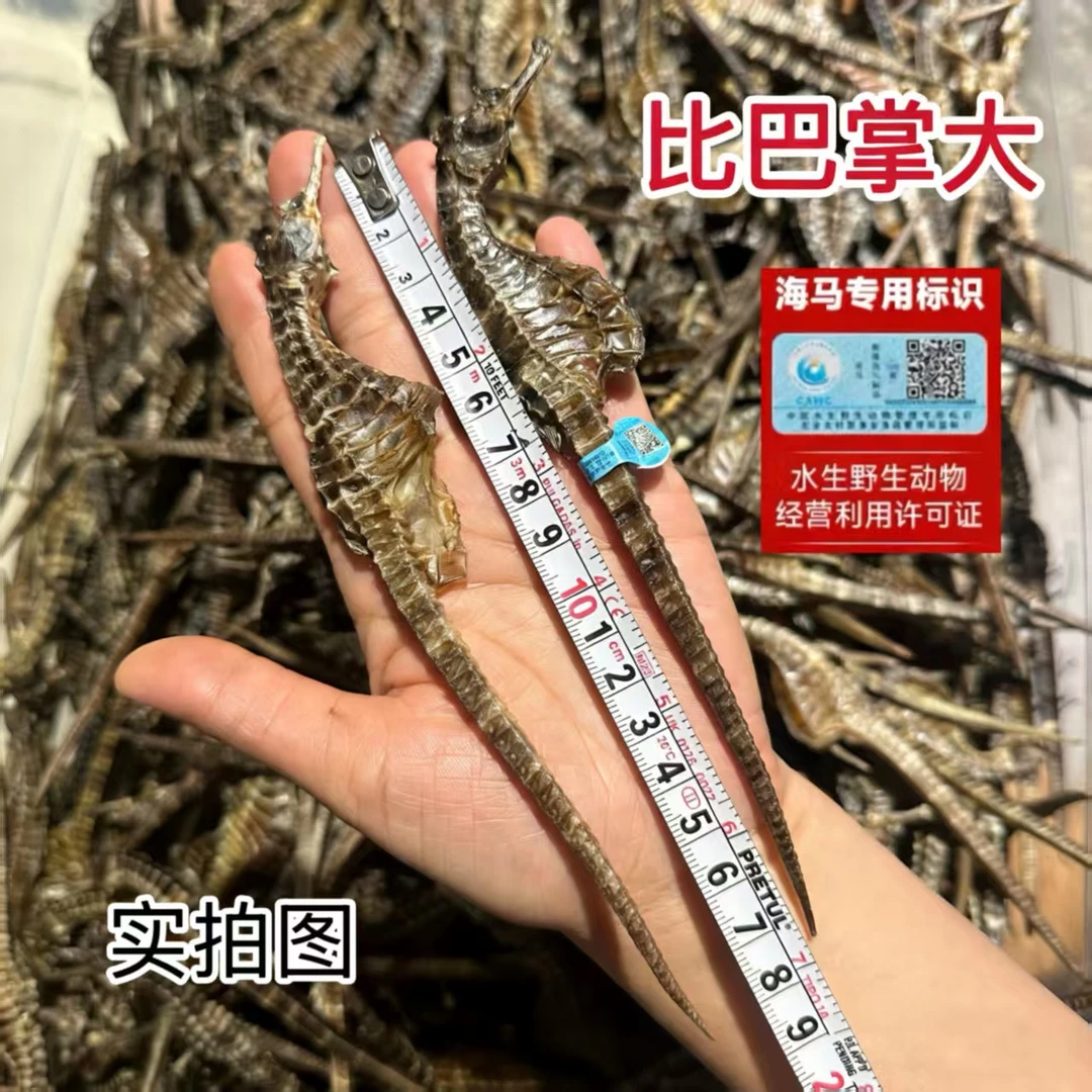 【3-4克特大马】海马干货公母配对带溯源码可煲汤泡酒