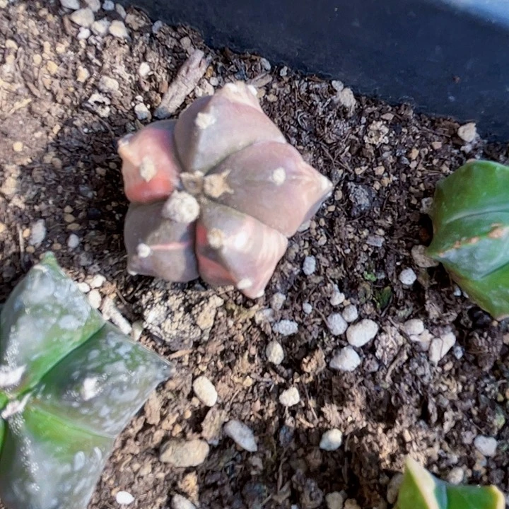 完全开放兜兜兜1