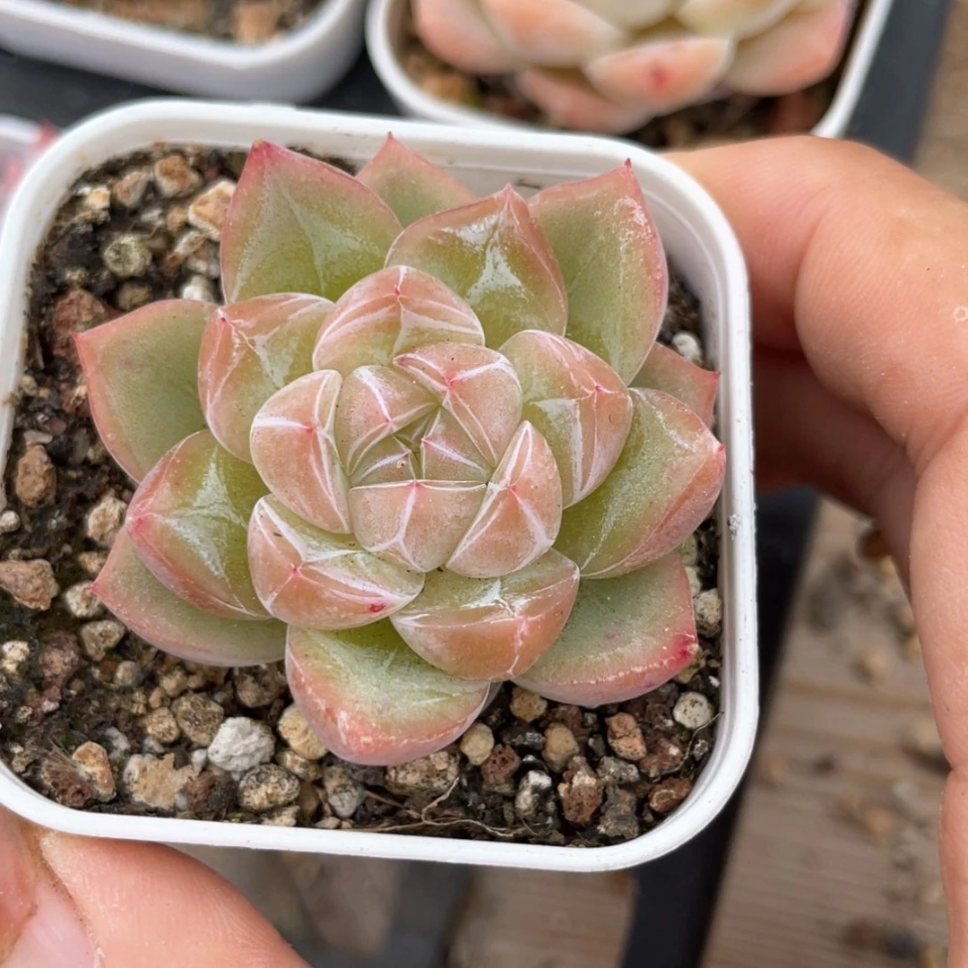 优选钻石珍妮313