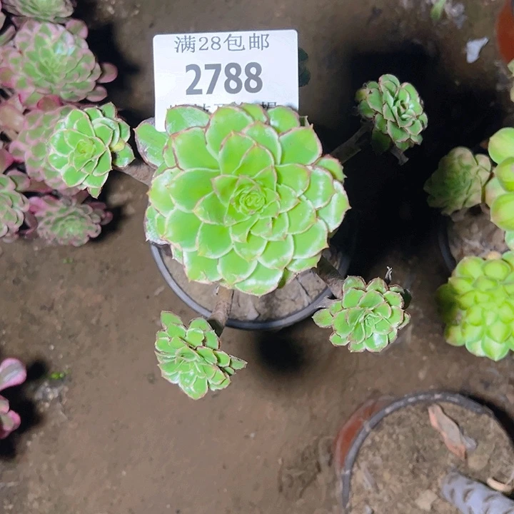 2788绿玫瑰多肉植物
