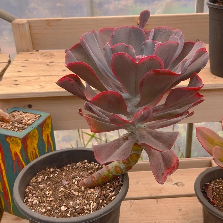 蓝玫瑰多肉植物8 7 0