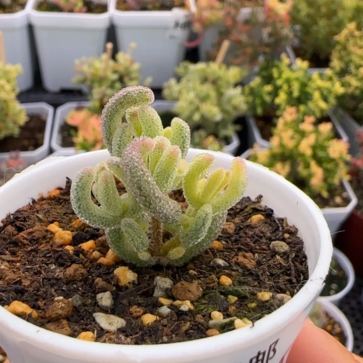 1***1997-超白植物枝干