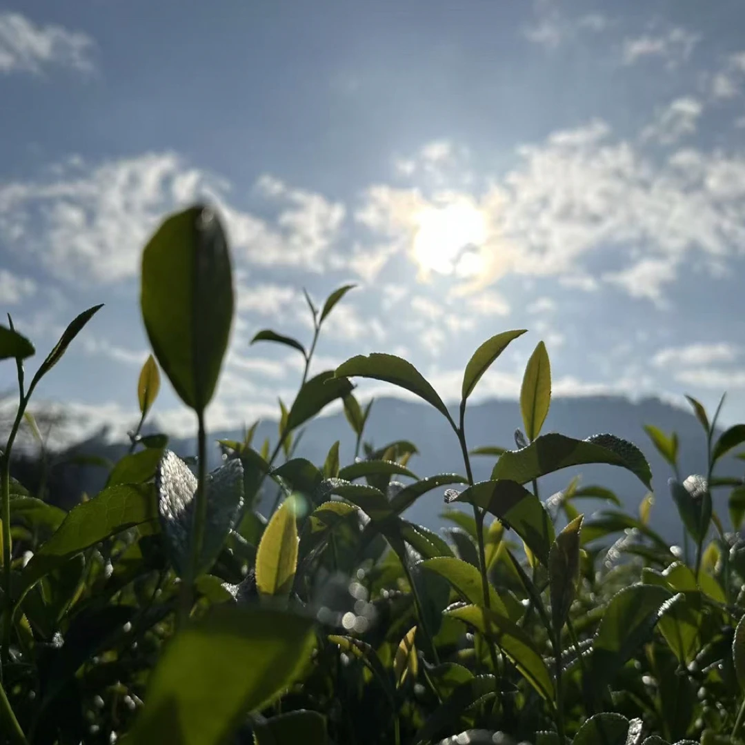 武夷岩茶打泡袋专用链接