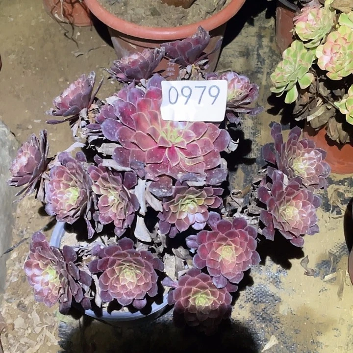 多肉植物法师979黑铜壶