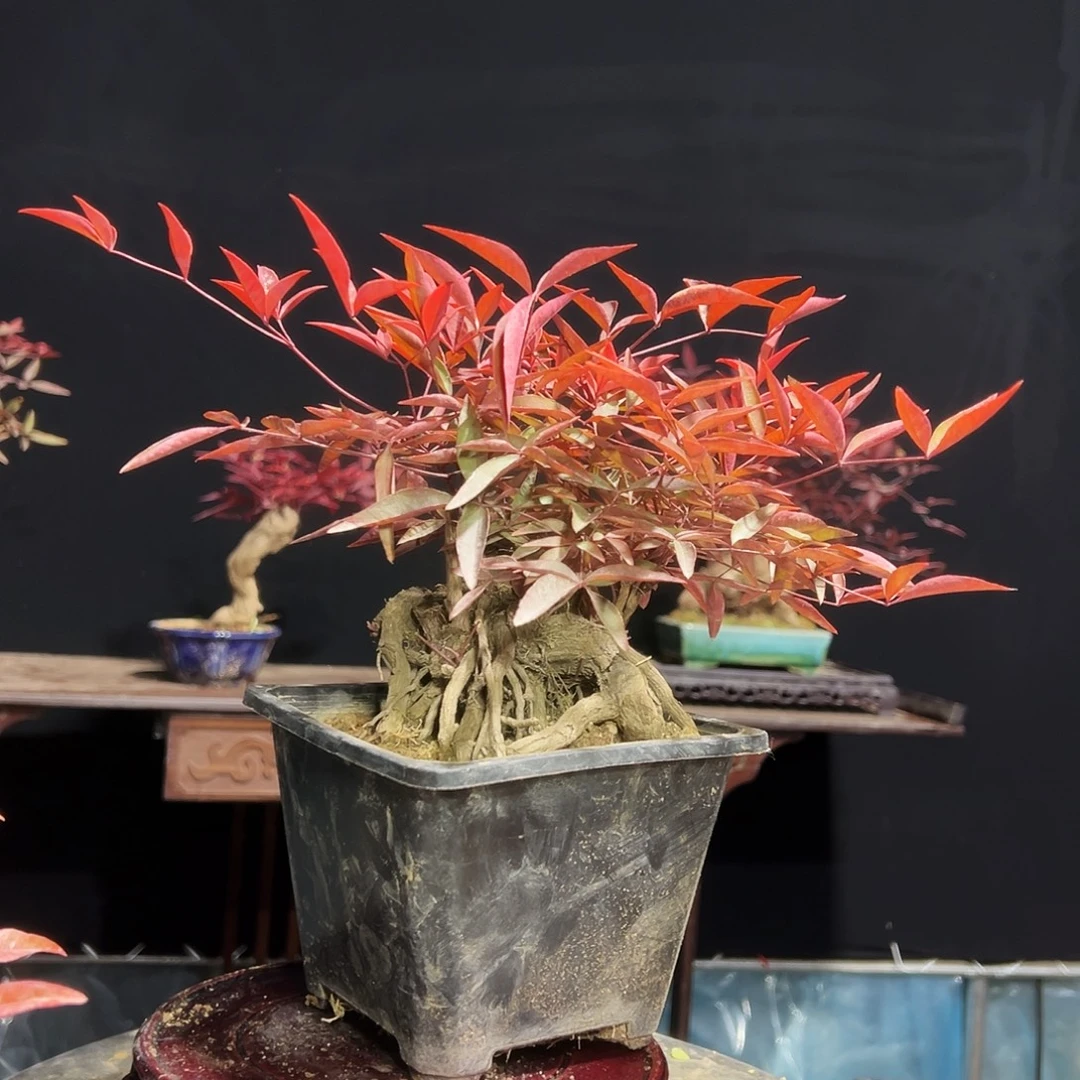 无花朵000000001000