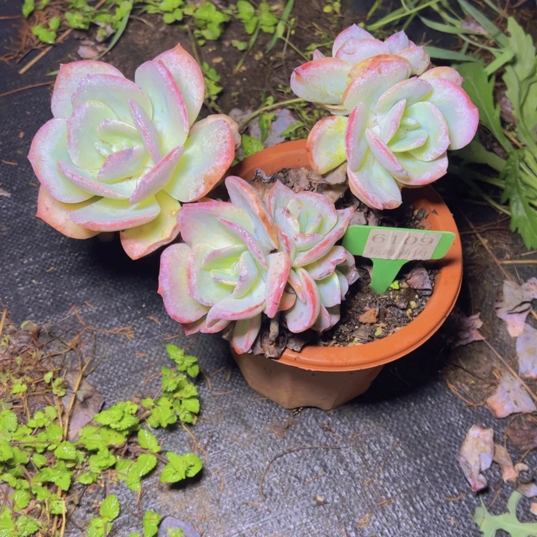 小***姨白凤6109多肉植物