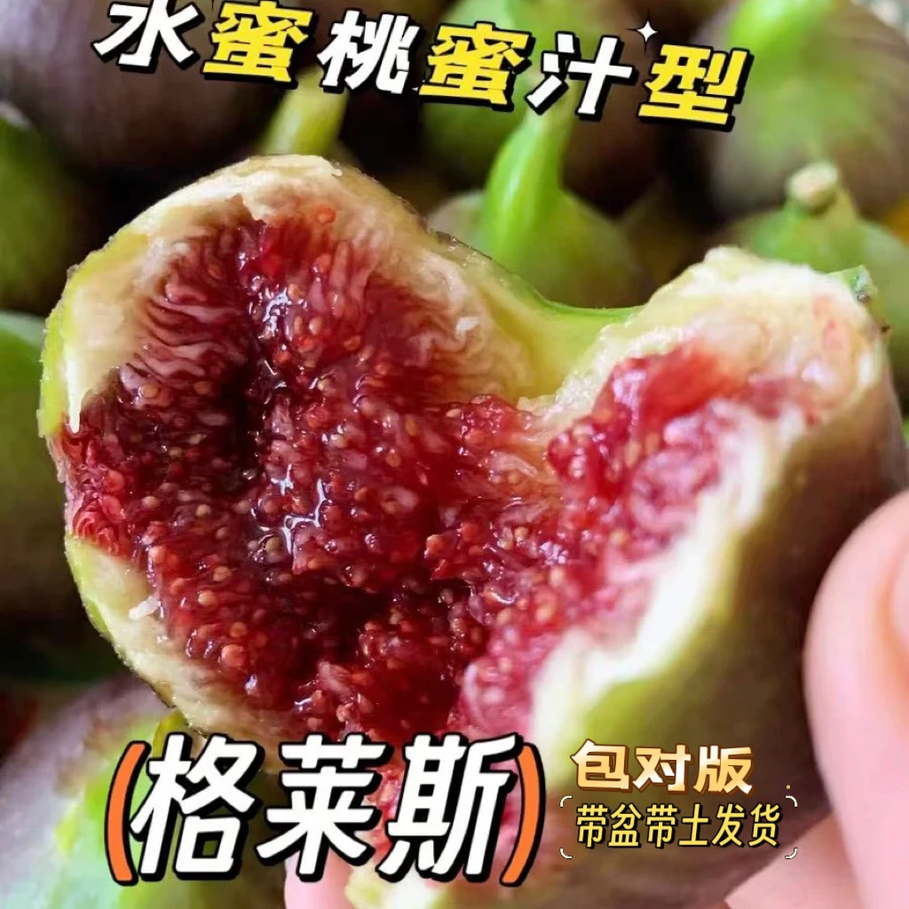 格莱斯树苗果实好吃蜜多水分足蜜化粗壮活力好甜度高带无花果树苗