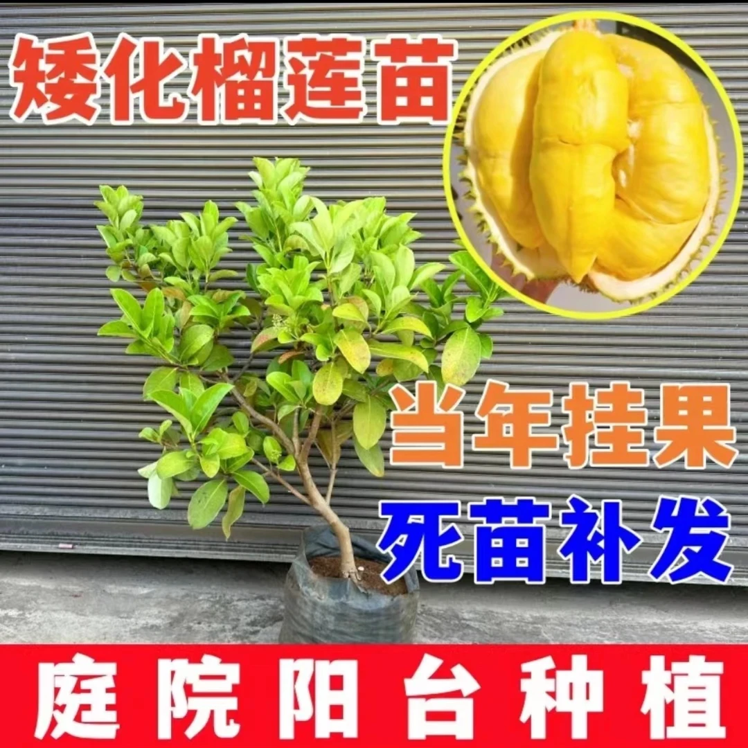 榴莲树苗泰国金枕榴莲嫁接苗猫山王榴莲果树苗苏丹王南北方种植