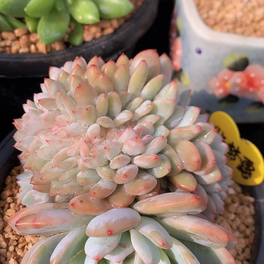 橙梦露多肉一物一拍