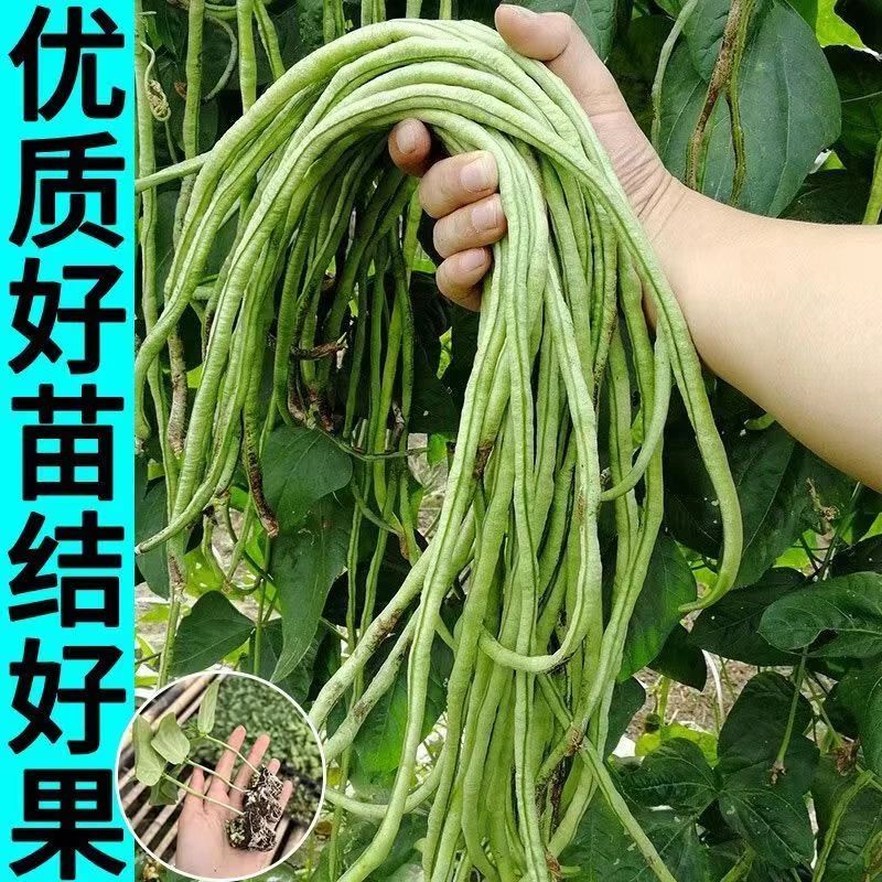 高产特长油白豇子适合春夏季种植的蔬菜苗专业苗场直发