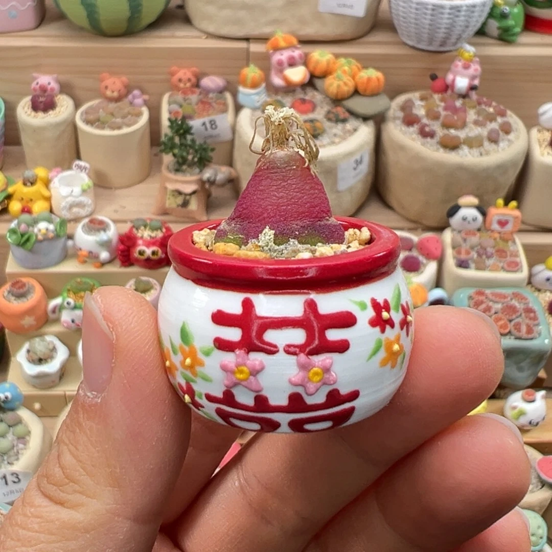 多肉植物67号灯泡