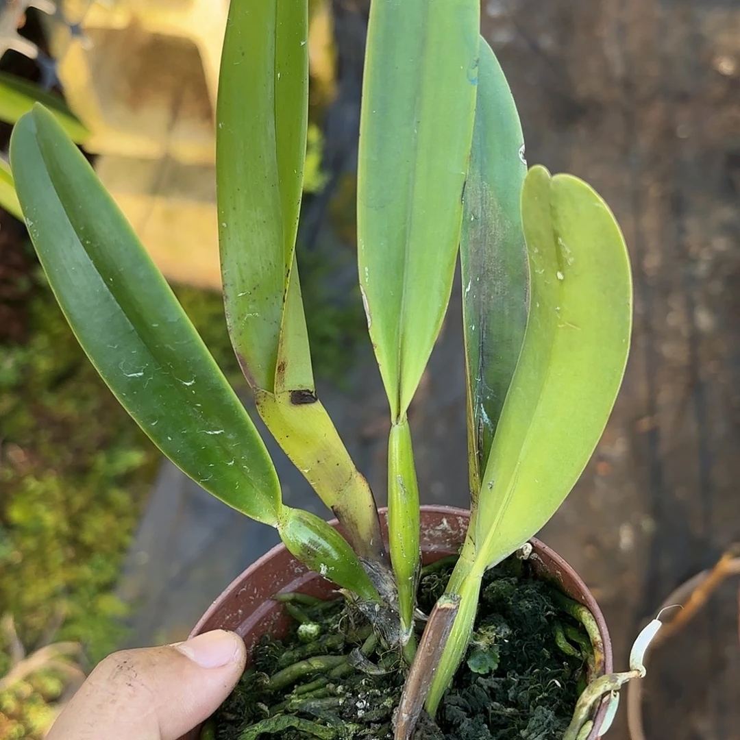 完全开放蓝特里卡特兰