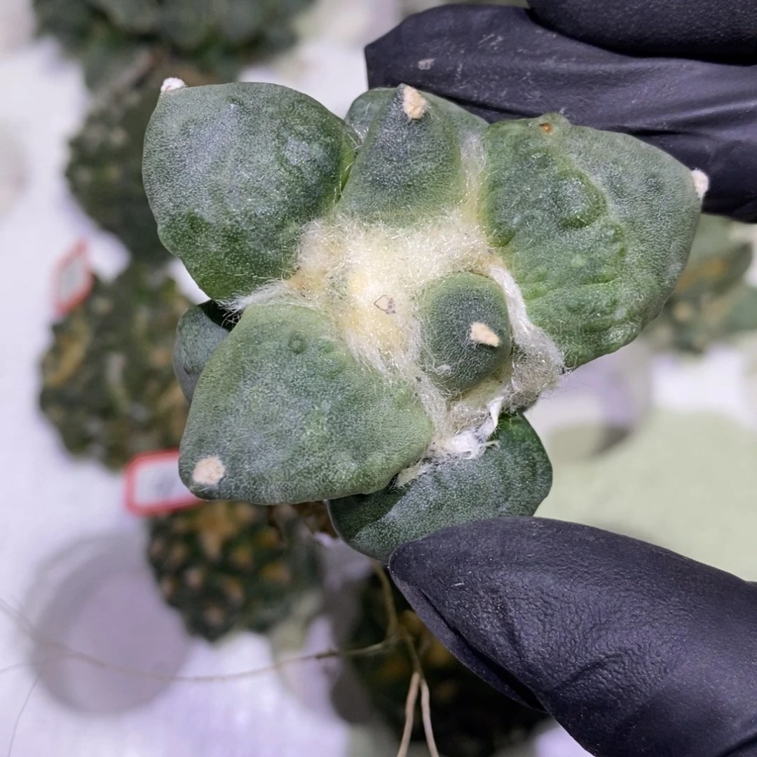 11号木心小怒涛捡漏