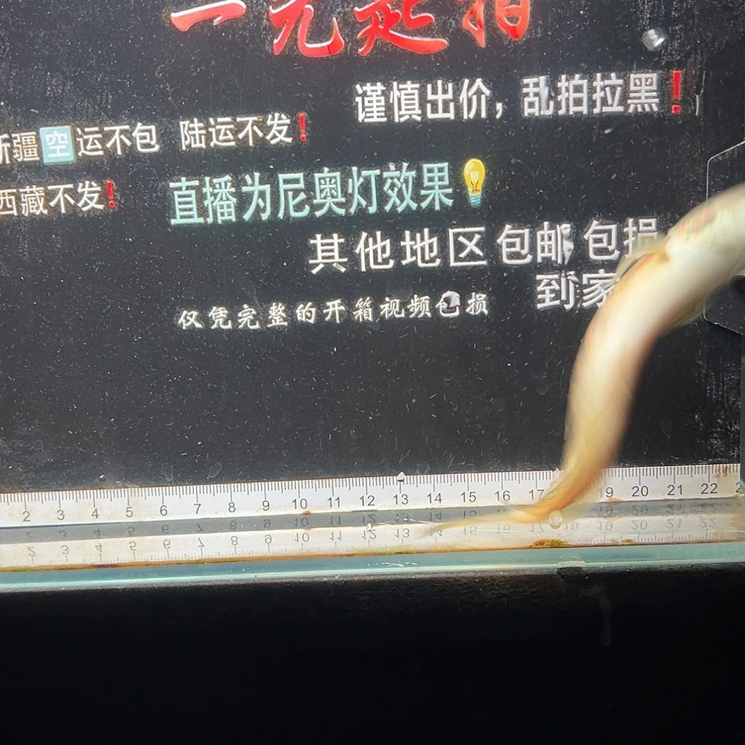 雷龙鱼七星雷龙七星雷龙