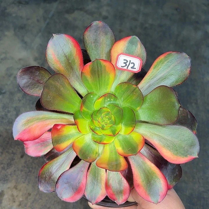 巫毒七彩单头312多肉植物