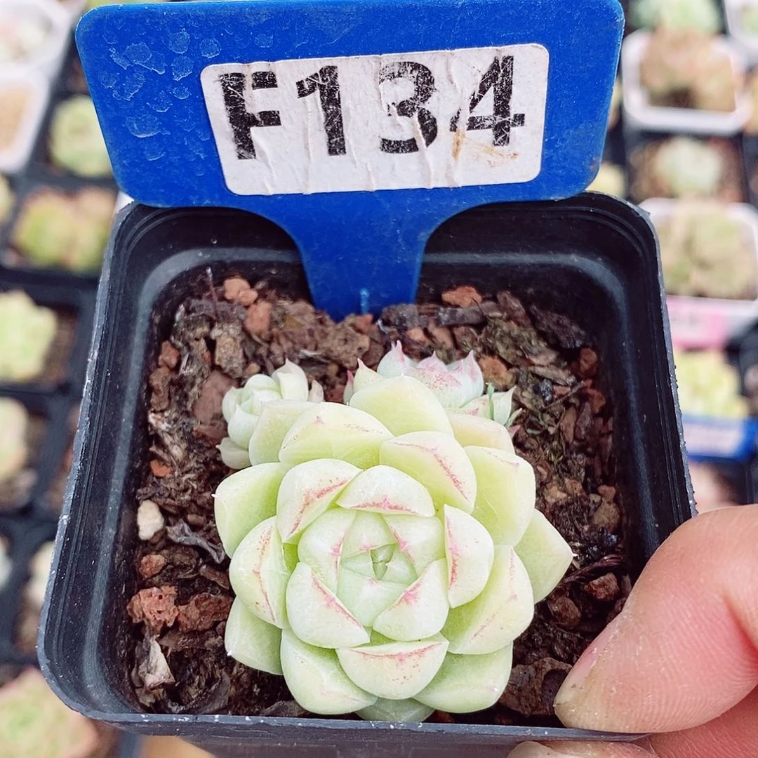 麦秆4-5cm多肉植物