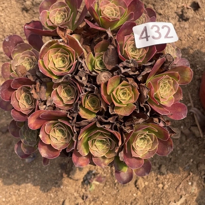 无花朵432多肉植物魅金玫瑰