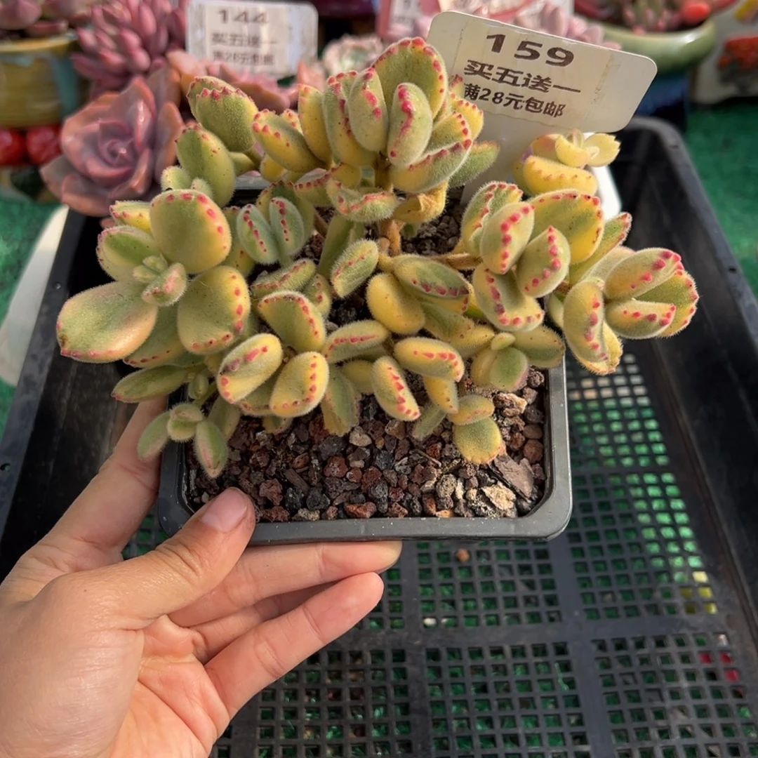 表妹精品多肉植物159.