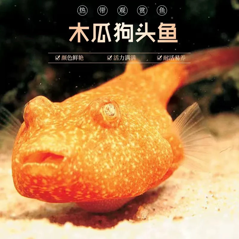 精品红木瓜狗头鱼热带河豚观赏鱼斑马狗头皇冠狗头鱼肉食性猛鱼