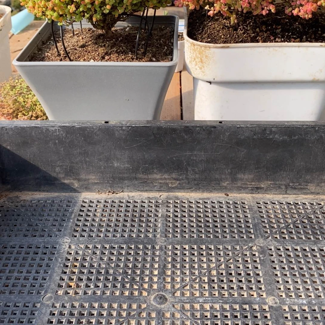 C*枝干番杏多肉植物075