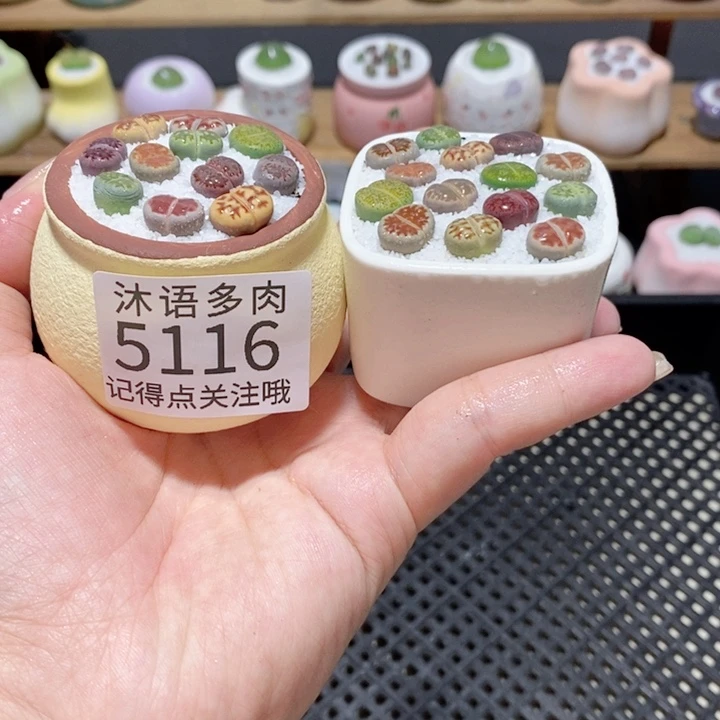 带盆土植物 一物一拍 5116