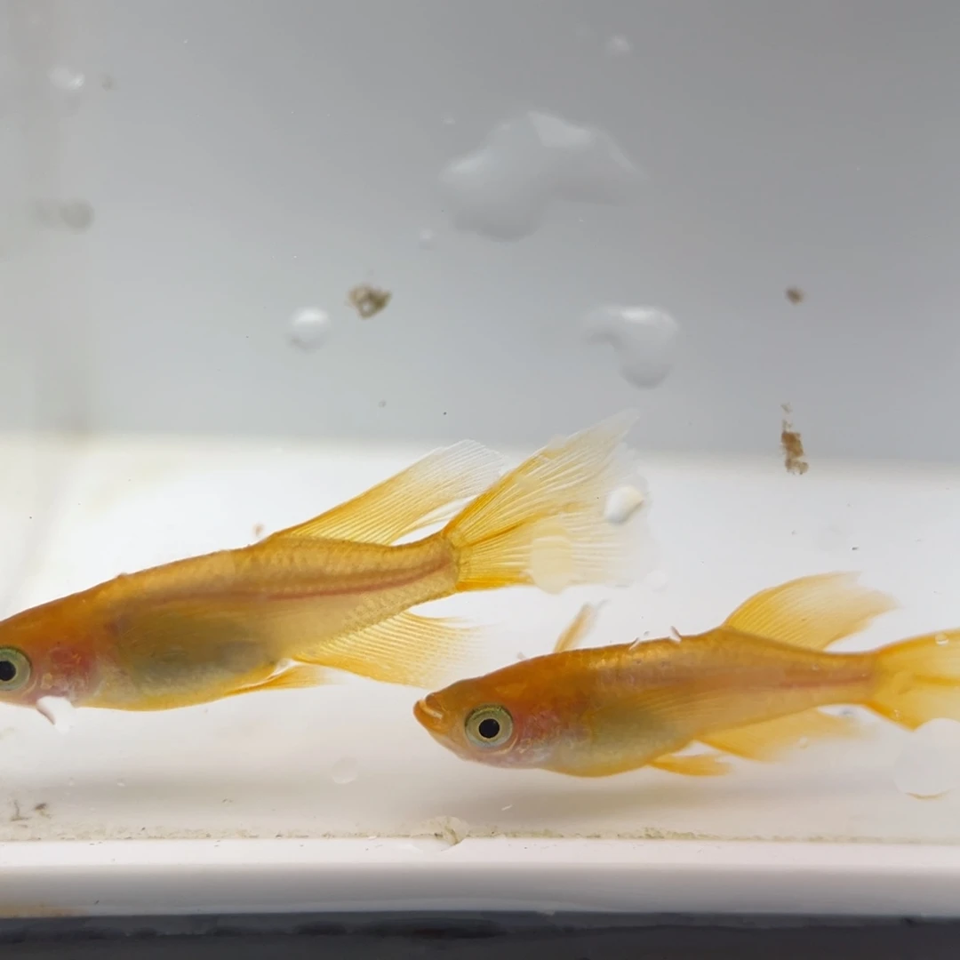 青鳉鱼217金龙真长鳍一对